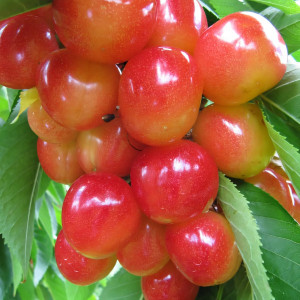 Саженцы Черешня Наполеон розовая