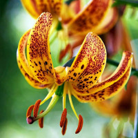 Луковицы  Лилия Sunny Morning (Санни Монинг) (3шт.)