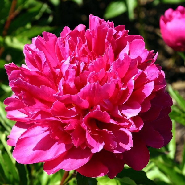 Саженцы Пион Bunker Hill (Банкер Хилл)