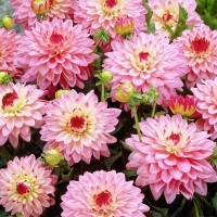 Саженцы Георгина гэллери Salvador