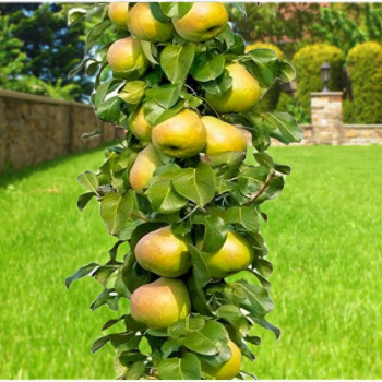 Саженцы Груша колоновидная Санреми