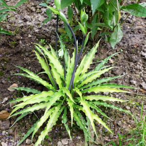 Саженцы Хоста Curly Fries (Кёли Фрайс) М