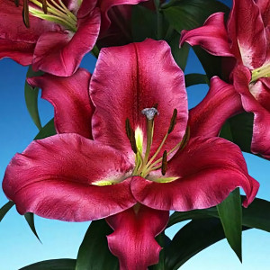  Лилия ОТ гибрид Carbonero (Карбонеро)