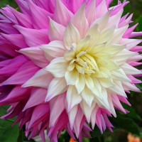 Саженцы Георгина декоративная макси Sir Alf Ramsay (Сэр Альф Рамсэй)