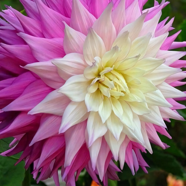 Саженцы Георгина декоративная макси Sir Alf Ramsay (Сэр Альф Рамсэй)