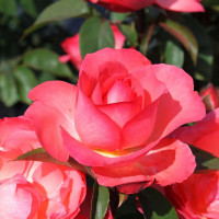 Саженцы Роза чайно-гибридная Аахенер Дом