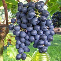 Саженцы Виноград Мускат Блау
