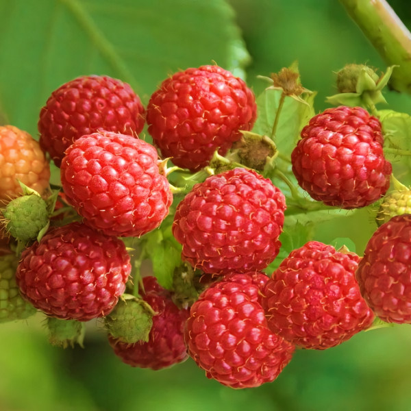 Саженцы Малина красная Квелли