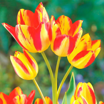Тюльпан многоцветковый Флоретте (в упаковке - 3шт.)