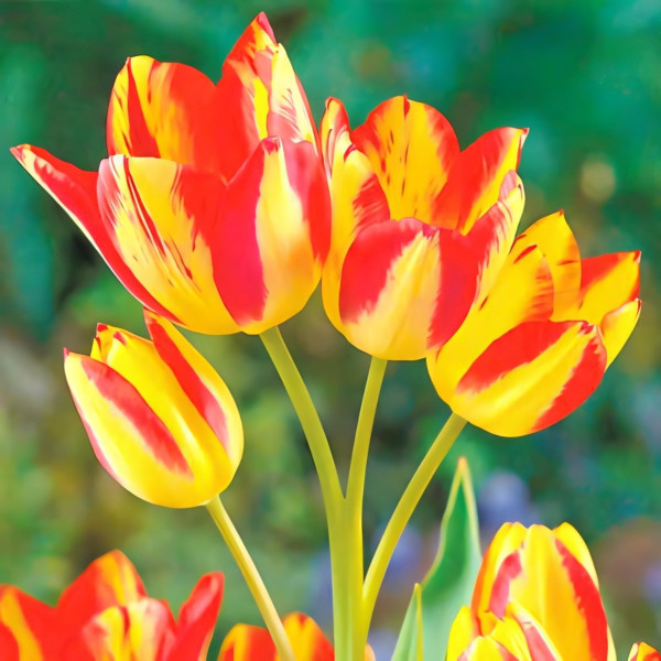 Луковицы Тюльпан многоцветковый Флоретте (в упаковке - 3шт.)