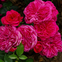 Саженцы Роза флорибунда Сангрия