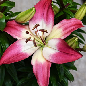  Лилия азиатская  Tiny Diamond (Тайни Даймонд)