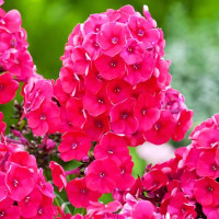 Саженцы Флокс метельчатый Grenadine Dream (Гренадин Дрим)