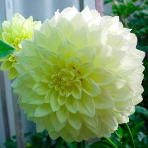 Саженцы Георгина Berliner Lemon (Берлинер Лемон)