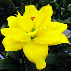  Лилия азиатская Yellow Bellies (Йеллоу Беллиз)