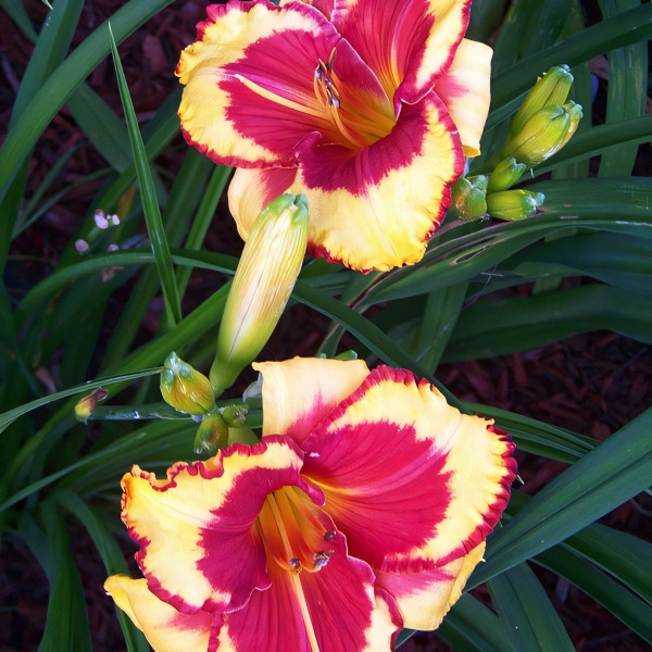 Саженцы Лилейник Ledgewoods Firecracker (Ледвудс Фарекракер)