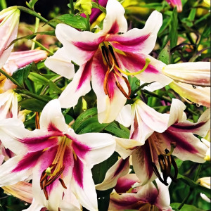  Лилия ОТ гибрид Altari (Алтари)