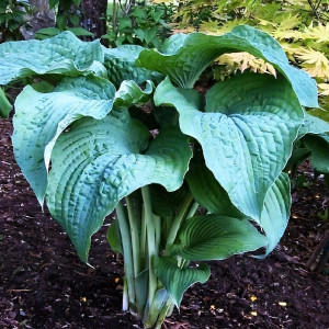 Саженцы Хоста Frank Lloyd Wright (Франк Ллойд Райт) XL