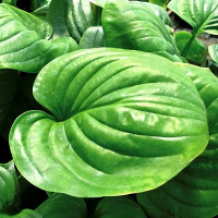 Саженцы Хоста Mojito (Моджито) L