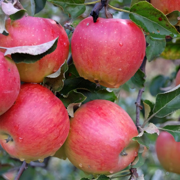 Саженцы Яблоня Джонаголд