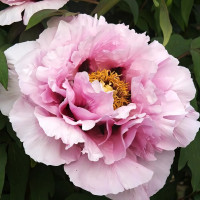 Саженцы Пион Розовая Река