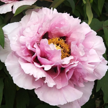 Саженцы Пион Розовая Река