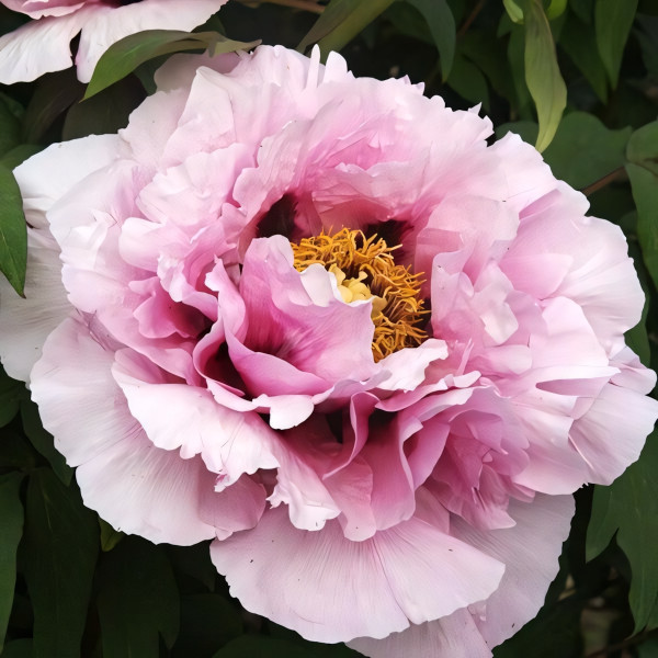 Саженцы Пион Розовая Река