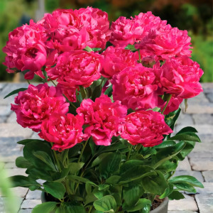 Пион Патио Лондон