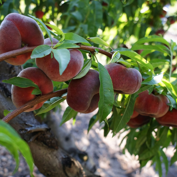 Саженцы Персик инжирный Пинк Ринг