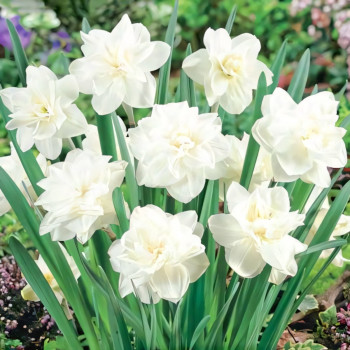Нарцисс махровый Вайт Медал (в упаковке - 3шт.)