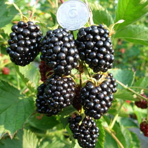 Саженцы Ежевика Лох Тей