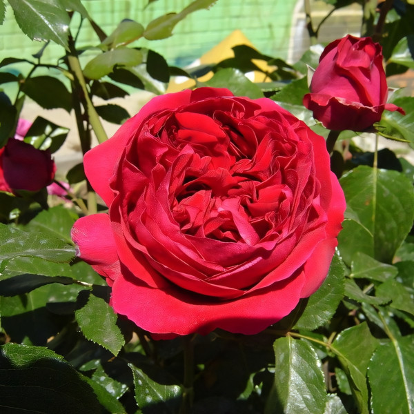 Саженцы Роза парковая Ред Эден Роуз