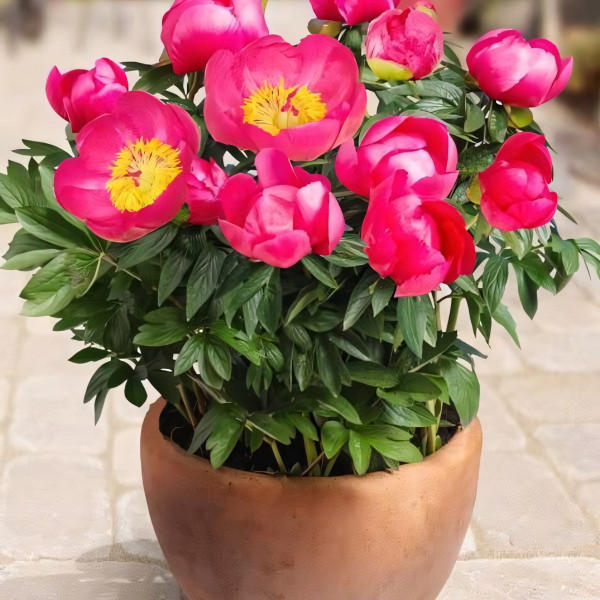 Саженцы Пион Oslo (Осло)