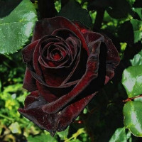 Саженцы Роза чайно-гибридная Черный Принц
