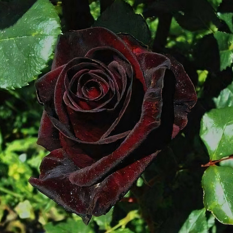 Саженцы Роза чайно-гибридная Черный Принц