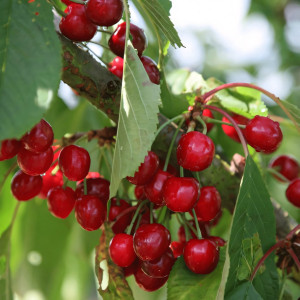 Саженцы Черешня Стелла