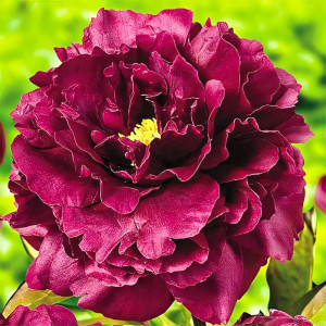 Пион Блэк Бьюти