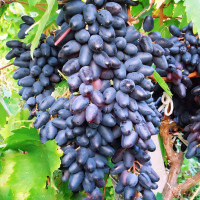 Саженцы Виноград Сувенир