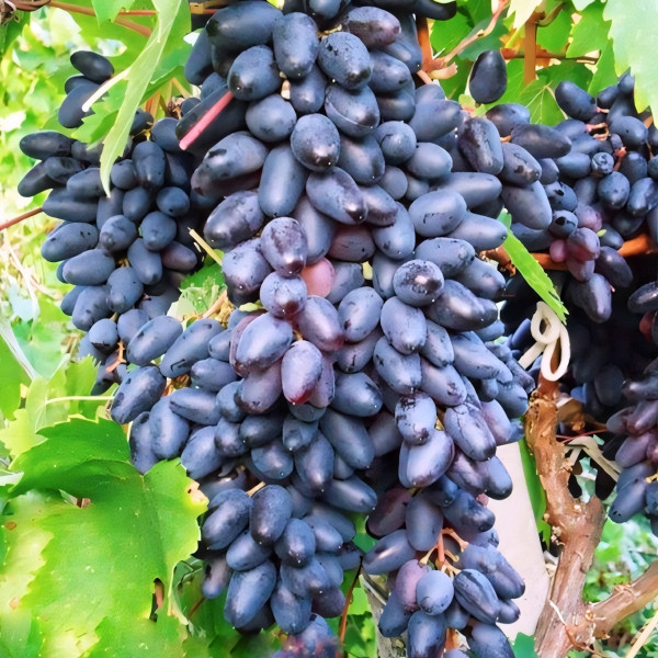 Саженцы Виноград Сувенир