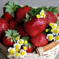 Саженцы Земляника Олимпия  (упаковка 5 шт.)