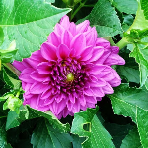 Саженцы Георгина Claudette (Клодетт)