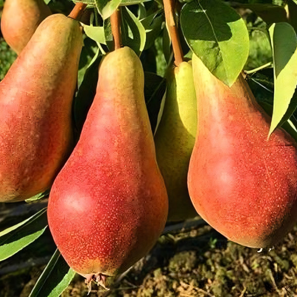 Саженцы Груша Кармен