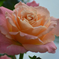 Саженцы Роза чайно-гибридная Мисс Пигги