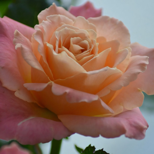 Саженцы Роза чайно-гибридная Мисс Пигги