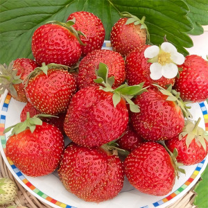 Клубника (крупноплодная) Эльвира 5 шт. в упаковке