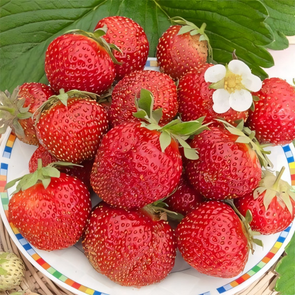 Клубника (крупноплодная) Эльвира 5 шт. в упаковке