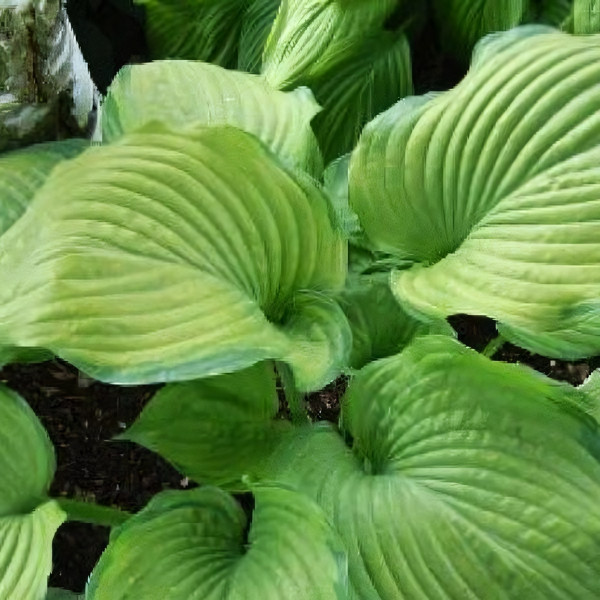 Саженцы Хоста Fran Godfrey (Фрэн Годфри) XL