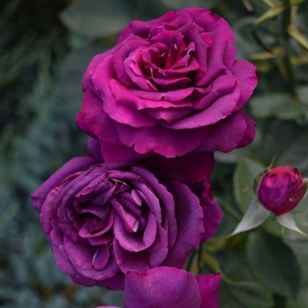 Саженцы Роза чайно-гибридная Парфюм де Рев