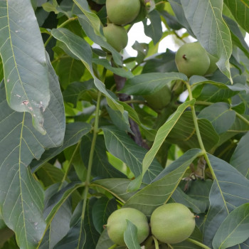 Саженцы Орех грецкий Чандлер