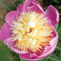 Саженцы Пион Butterbowl (Баттер Боул)